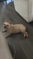 Lost Female Dog last seen Hillside NJ, Hillside, NJ 07205