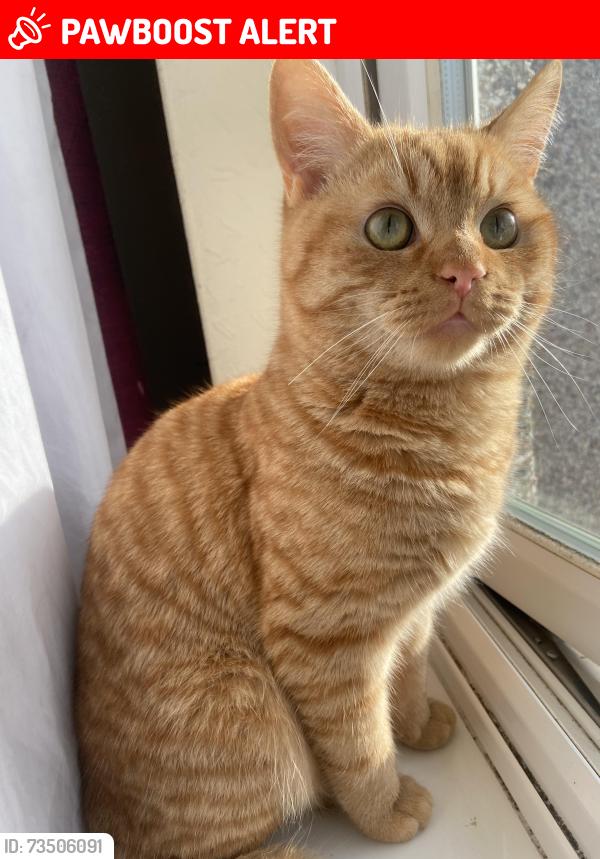 Lost Male Cat last seen long lane croydon, Greater London, England 