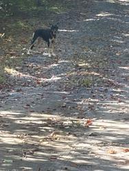 Found/Stray Unknown Dog last seen Wrights Cove Trail and Mt Emerald Drive in Fairview, Fairview, NC 28730