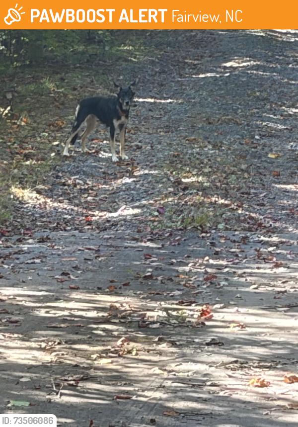 Found/Stray Unknown Dog last seen Wrights Cove Trail and Mt Emerald Drive in Fairview, Fairview, NC 28730