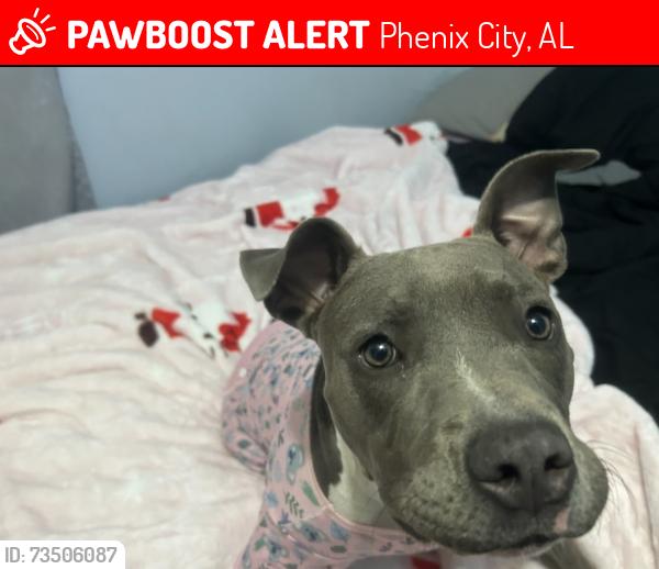 Lost Female Dog last seen Close to the grit and grind cafe, Phenix City, AL 36870