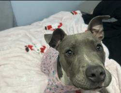 Lost Female Dog last seen Close to the grit and grind cafe, Phenix City, AL 36870