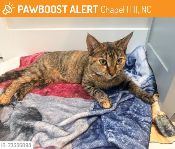 Found/Stray Unknown Cat last seen Orange Grove Road, Chapel Hill, NC 27516