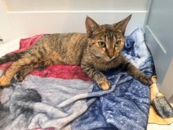 Found/Stray Unknown Cat last seen Orange Grove Road, Chapel Hill, NC 27516
