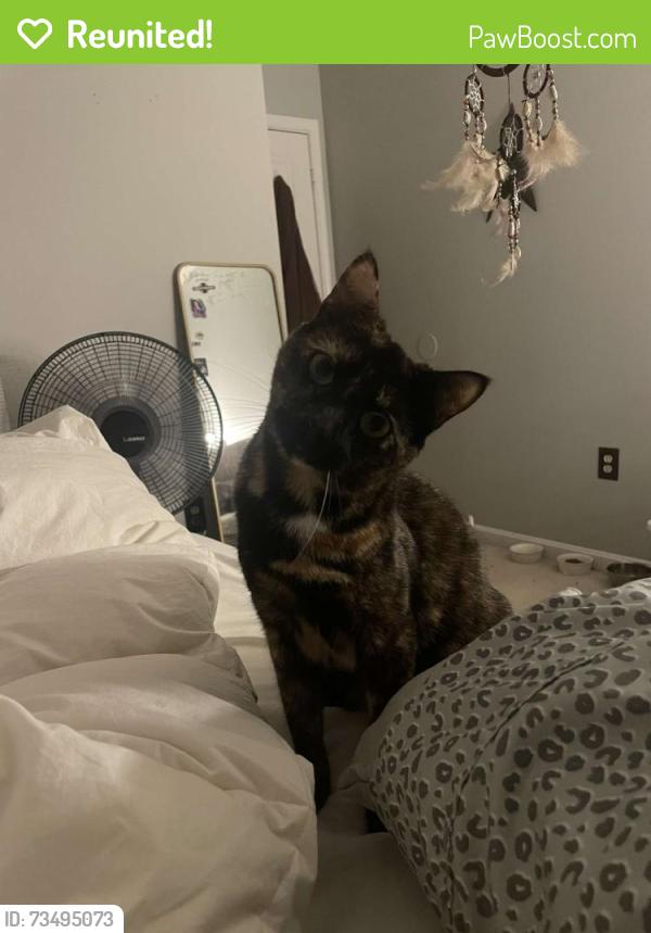 Reunited Female Cat last seen Artillery drive, Fredericksburg, VA, Fredericksburg, VA 22406