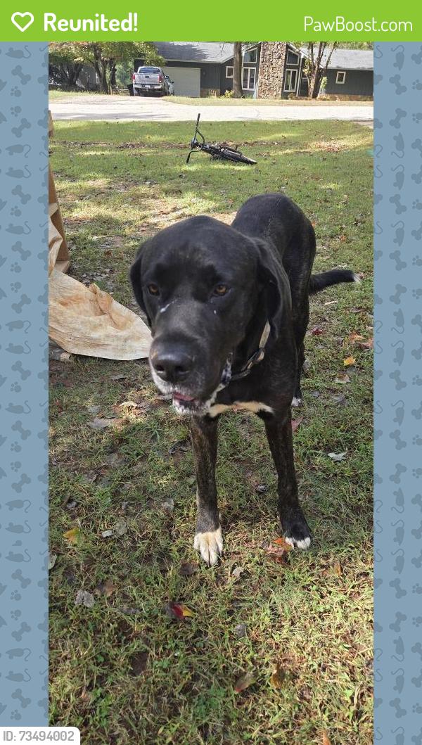 Reunited Male Dog last seen Old Spartanburg Highway, 290, Moore, SC 29369