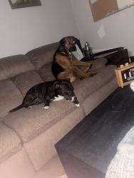 Lost Female Dog last seen Near save a lot on Dixie, Louisville, KY 40210