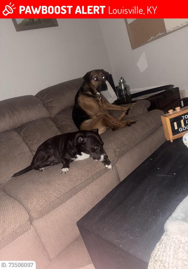 Lost Female Dog last seen Near save a lot on Dixie, Louisville, KY 40210