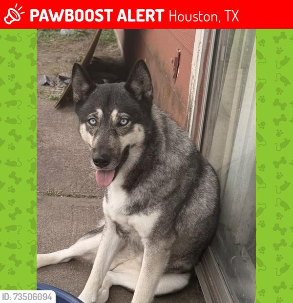 Lost Female Dog last seen Callery Creek Dr. 77053, Houston, TX 77053