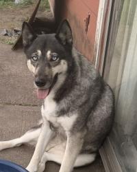 Lost Female Dog last seen Callery Creek Dr. 77053, Houston, TX 77053