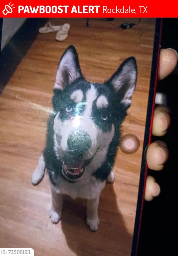 Lost Male Dog last seen W Cameron ave rockdale TX, Rockdale, TX 76567