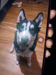 Lost Male Dog last seen W Cameron ave rockdale TX, Rockdale, TX 76567
