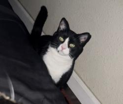 Reunited Female Cat last seen 14th st and Rice near harbor freight, Vallejo, CA 94590