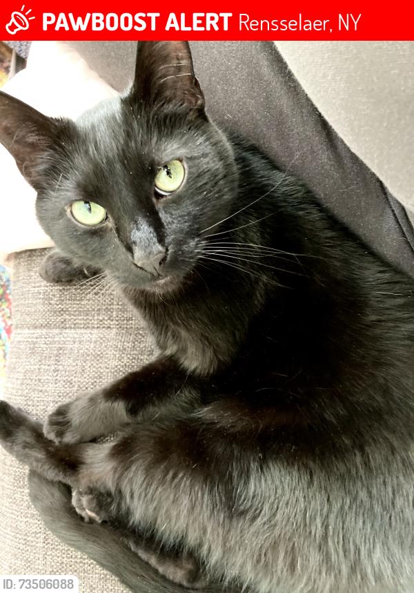 Lost Male Cat last seen Corner of 3rd & Pine, Rensselaer, Rensselaer, NY 12144
