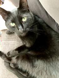 Lost Male Cat last seen Corner of 3rd & Pine, Rensselaer, Rensselaer, NY 12144