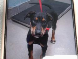 Shelter Stray Male Dog last seen ATRISCO/GLENRIO, 11800 Sunset Gardens Rd SW, Albuquerque, NM 87121, USA