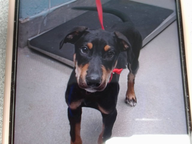 Shelter Stray Male Dog last seen ATRISCO/GLENRIO, 11800 Sunset Gardens Rd SW, Albuquerque, NM 87121, USA