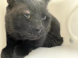 Shelter Stray Unknown Cat last seen Near BLOCK CORONADO RD, ELIZABETH, CO, 4556 Castleton Ct, Castle Rock, CO 80109, USA