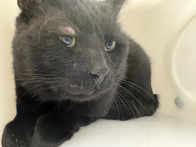 Shelter Stray Unknown Cat last seen Near BLOCK CORONADO RD, ELIZABETH, CO, 4556 Castleton Ct, Castle Rock, CO 80109, USA