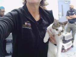 Shelter Stray Male Cat last seen CHARLOTTE, 8315 Byrum Dr, Charlotte, NC 28217, USA