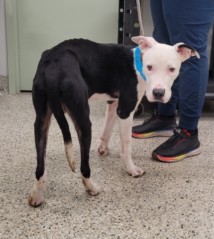 Shelter Stray Male Dog last seen Near BLOCK HEREFORD ST, DETROIT MI 48224, 1431 E Ferry St, Detroit, MI 48211, USA