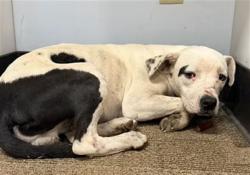 Shelter Stray Male Dog last seen L.I. BLVD / NUGGET AVE LAKE ISABELL CA 93240, 14891 CA-178, Lake Isabella, CA 93240, USA