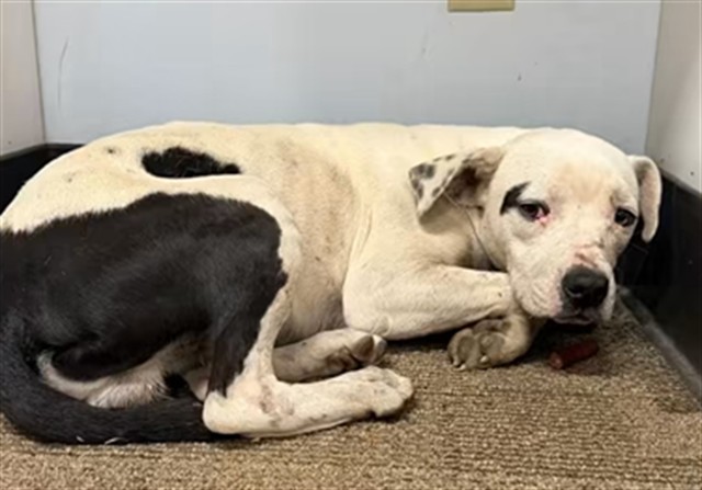 Shelter Stray Male Dog last seen L.I. BLVD / NUGGET AVE LAKE ISABELL CA 93240, 14891 CA-178, Lake Isabella, CA 93240, USA