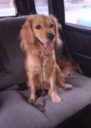Lost Male Dog last seen Bankhead, Weatherford, TX 76086