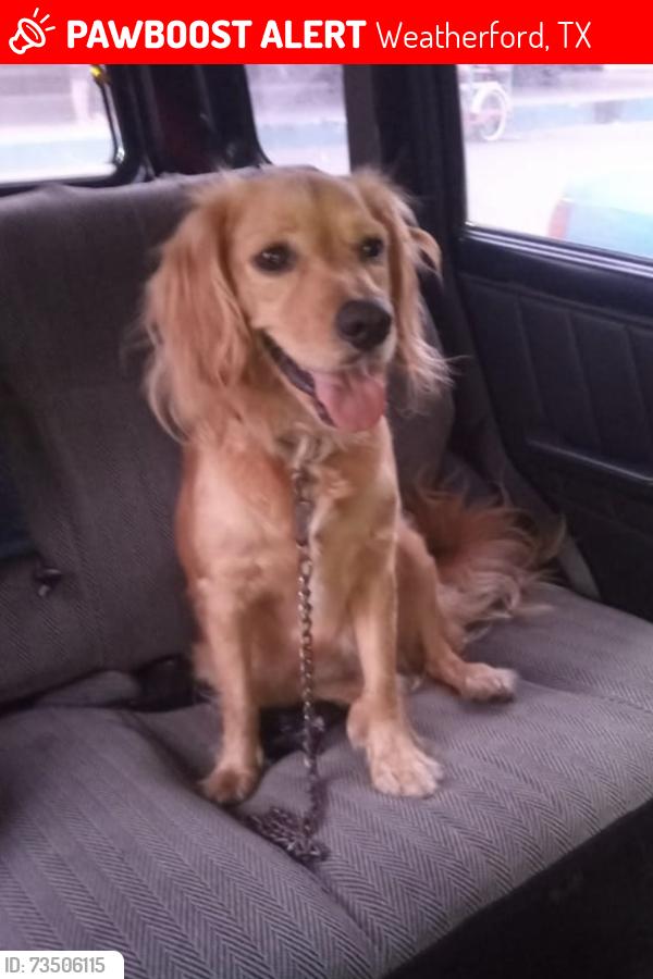 Lost Male Dog last seen Bankhead, Weatherford, TX 76086