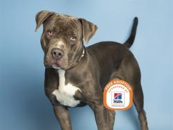Shelter Stray Male Dog last seen UNKNOWN, 5501 E Van Buren St, Phoenix, AZ 85008, USA
