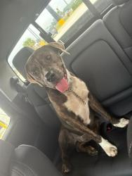 Shelter Stray Male Dog last seen PILOT GAS STATION, 31078 LA-36, Lacombe, LA 70445, USA