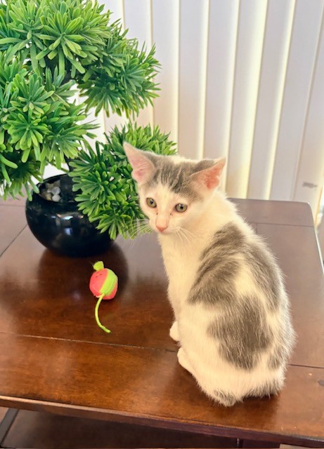 Shelter Stray Male Cat last seen LIVE OAK AVE/INDUSTRIAL DR, 95632, 3839 Bradshaw Rd, Sacramento, CA 95827, USA