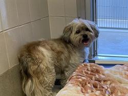 Shelter Stray Male Dog last seen NEWTON, 11232 B Ave, Auburn, CA 95603, USA