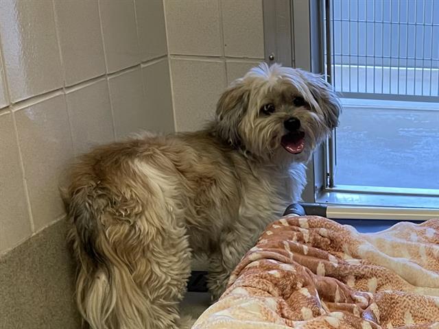 Shelter Stray Male Dog last seen NEWTON, 11232 B Ave, Auburn, CA 95603, USA