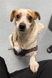 Shelter Stray Female Dog last seen LEFT BY GS AT MED DOORS, 201 S Mt Vernon Ave, Bakersfield, CA 93307, USA