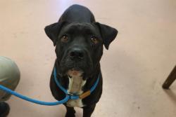 Shelter Stray Female Dog last seen Near BLOCK WORDSMITH DR, 127 Humane Ln, Columbia, SC 29201, USA