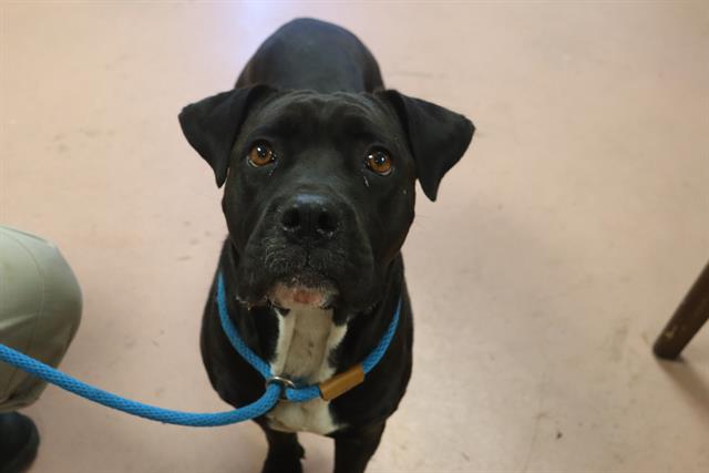 Shelter Stray Female Dog last seen Near BLOCK WORDSMITH DR, 127 Humane Ln, Columbia, SC 29201, USA