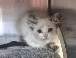 Shelter Stray Female Cat last seen CABRILLO CT/ W LINCOLN LOOP, 333 Chandler Pl, San Bernardino, CA 92408, USA
