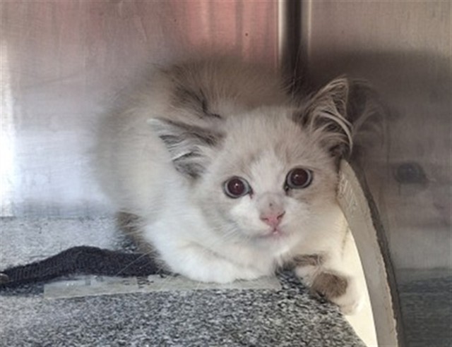 Shelter Stray Female Cat last seen CABRILLO CT/ W LINCOLN LOOP, 333 Chandler Pl, San Bernardino, CA 92408, USA
