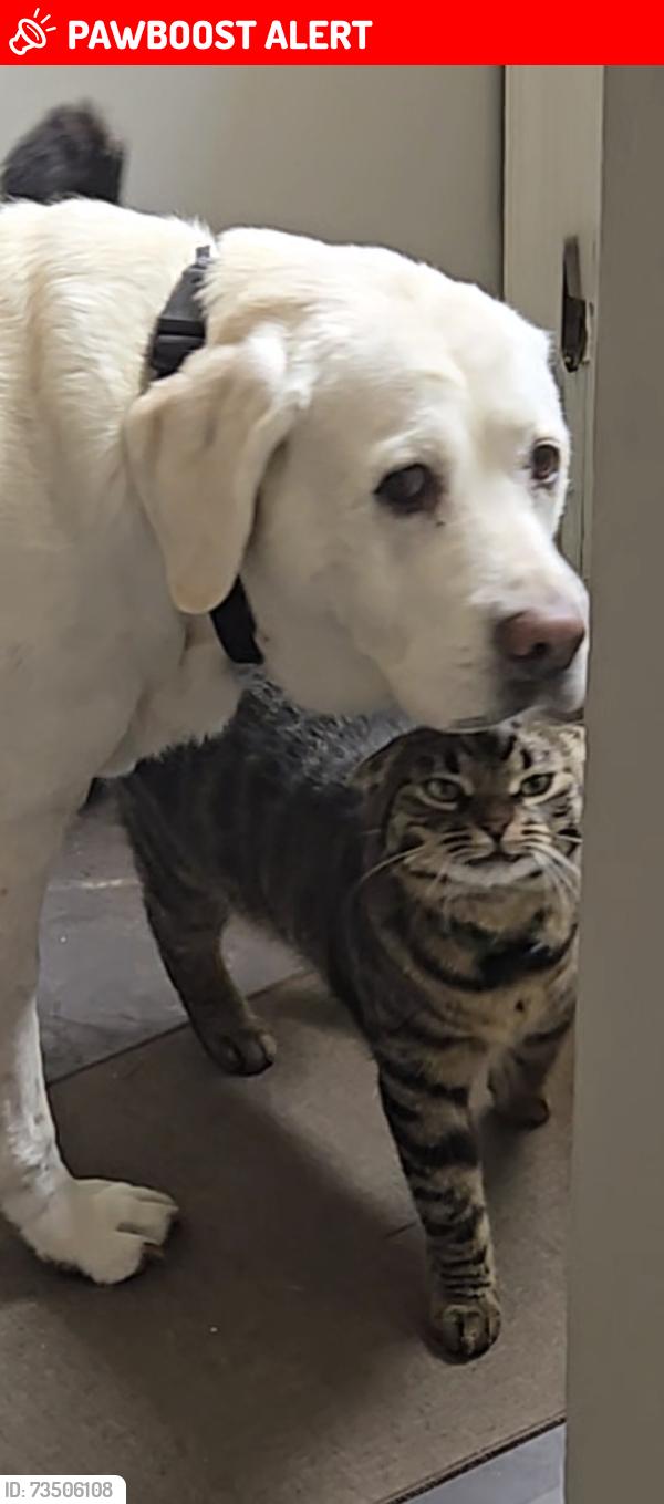 Lost Male Cat last seen GENERAL HAMILTON RD, Washington Crossing, PA 18977