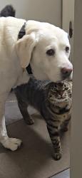 Lost Male Cat last seen GENERAL HAMILTON RD, Washington Crossing, PA 18977