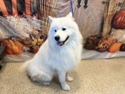 Shelter Stray Male Dog last seen Near BLOCK AVE SW 24 ST, 3599 NW 79th Ave, Doral, FL 33122, USA
