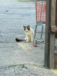 Reunited Unknown Cat last seen At the parking lot, Queens, NY 11355