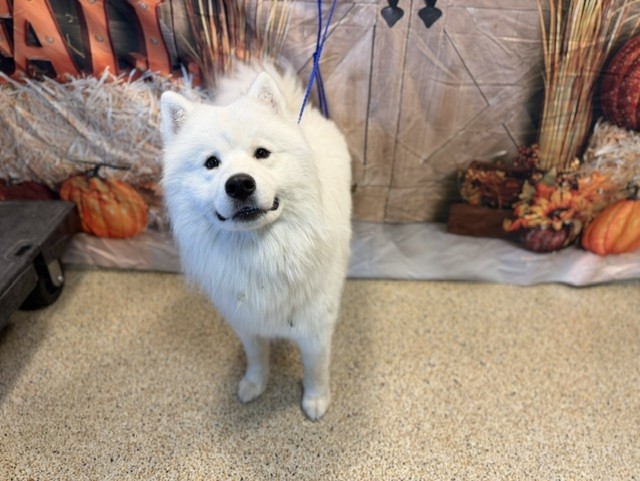 Shelter Stray Male Dog last seen Near BLOCK AVE SW 24 ST, 3599 NW 79th Ave, Doral, FL 33122, USA