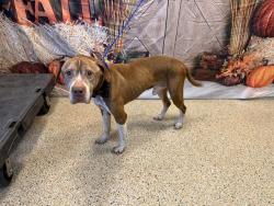 Shelter Stray Male Dog last seen Near BLOCK NW 96 ST, 3599 NW 79th Ave, Doral, FL 33122, USA