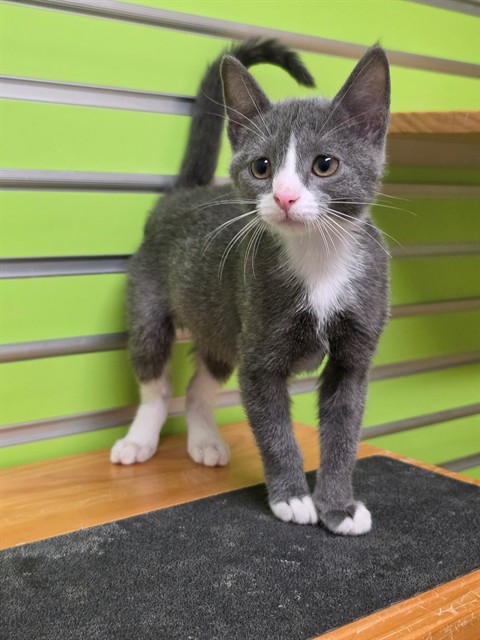 Shelter Stray Female Cat last seen ST CHARLES CO, 4850 Mid Rivers Mall Dr, St Peters, MO 63376, USA