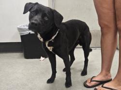Shelter Stray Male Dog last seen , 14409 Vanowen St, Van Nuys, CA 91405, USA