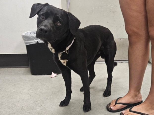 Shelter Stray Male Dog last seen , 14409 Vanowen St, Van Nuys, CA 91405, USA