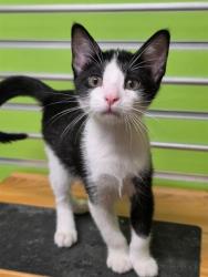 Shelter Stray Male Cat last seen ST CHARLES CO, 4850 Mid Rivers Mall Dr, St Peters, MO 63376, USA