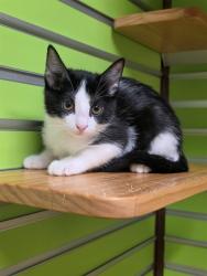 Shelter Stray Female Cat last seen ST CHARLES CO, 4850 Mid Rivers Mall Dr, St Peters, MO 63376, USA